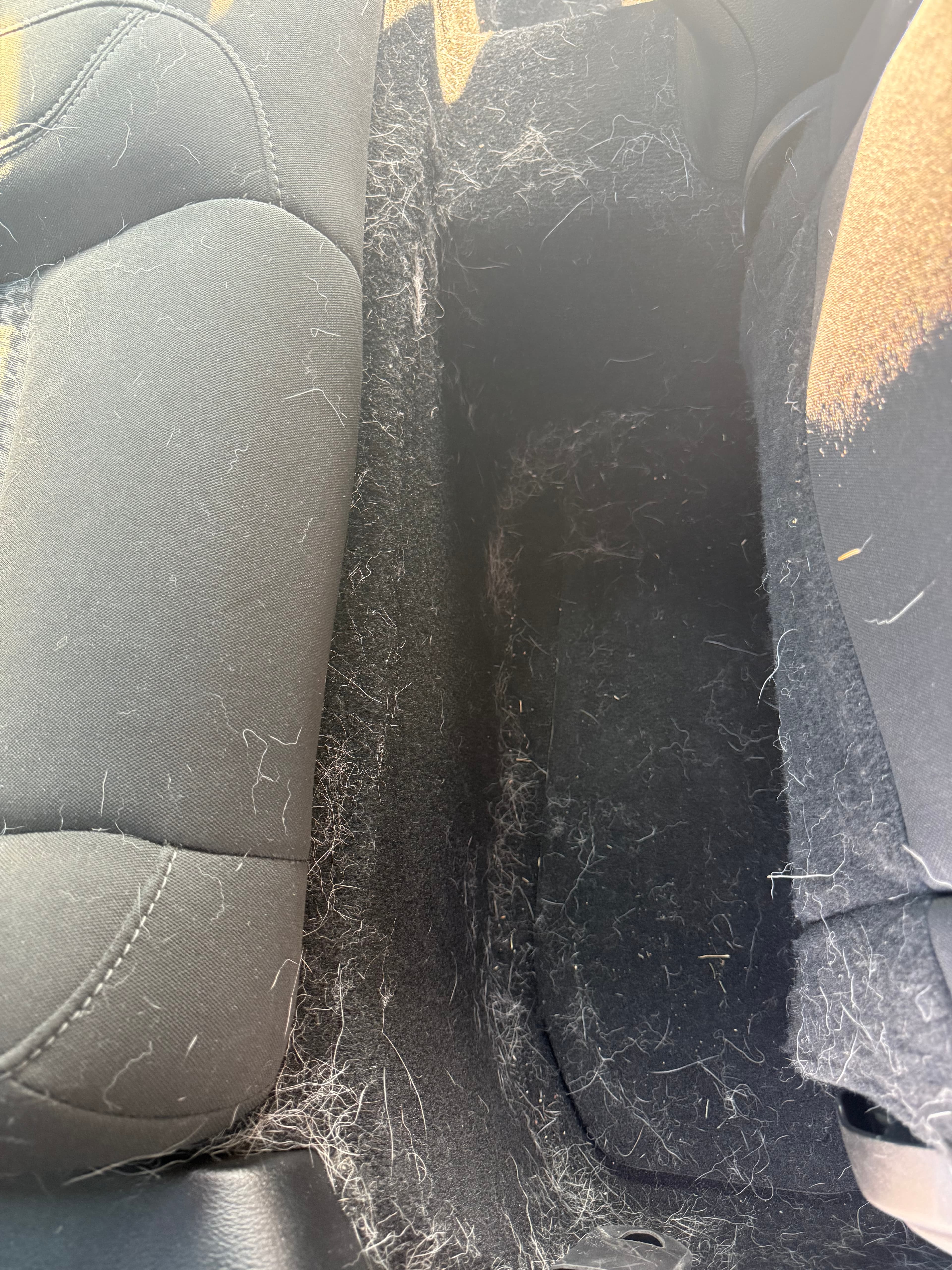 Black car seats and floor heavily covered in white and grey shed pet hair.